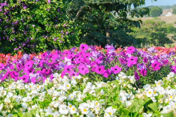 Flor Colorida Belas Flores Fundo — Fotografia de Stock