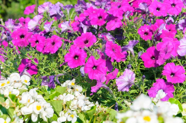 Красочный Цветок Красивых Цветов Фона — стоковое фото
