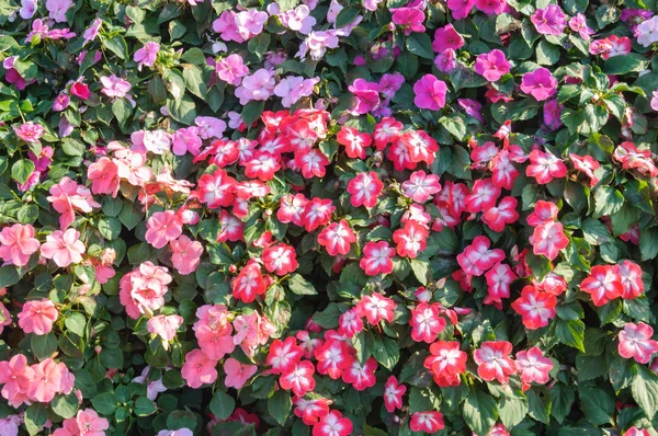 Красочный Цветок Красивых Цветов Фона — стоковое фото