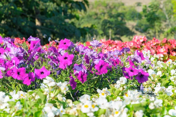 Kleurrijke Bloesem Van Mooie Bloemen Achtergrond — Stockfoto