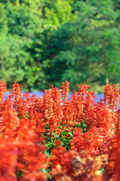 Gebied Van Schoonheid Salvia Plant Bloemen — Stockfoto