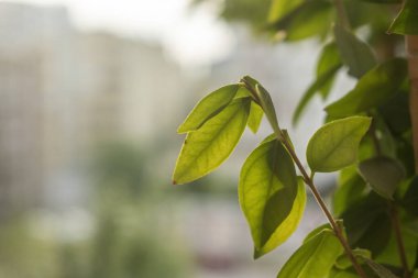 Myrtus komünis ağaç yaprakları. Yumuşak Bokeh şehir manzaralı doğal yapraklar