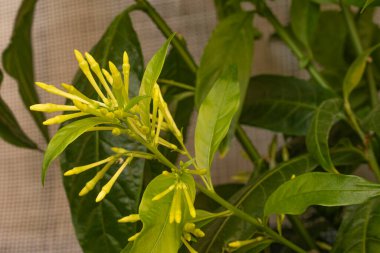 Cestrum nocturnum bitkisi (Gece açan yasemin çiçeği )