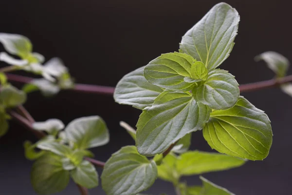 Fresh Mint Leaves Black Background — Stock Photo, Image