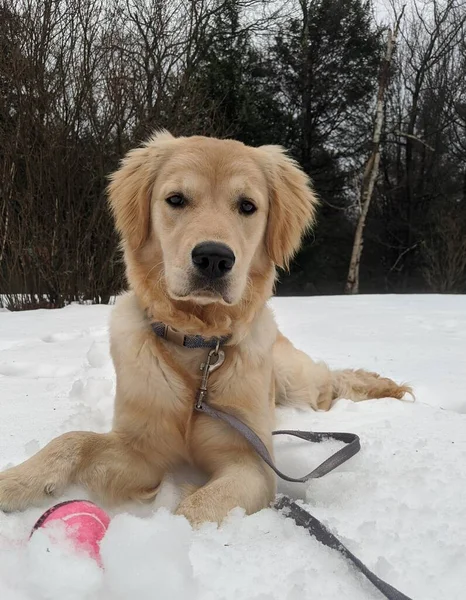 Golden Retriever bir top ve tasmayla karda yatıyor.