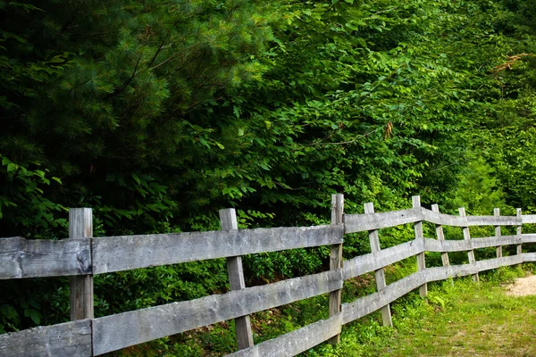 Eski bir çiftlikteki ormandaki eski çitler.
