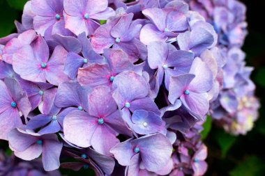 Mavi ve mor ortanca çiçekleri kümesi