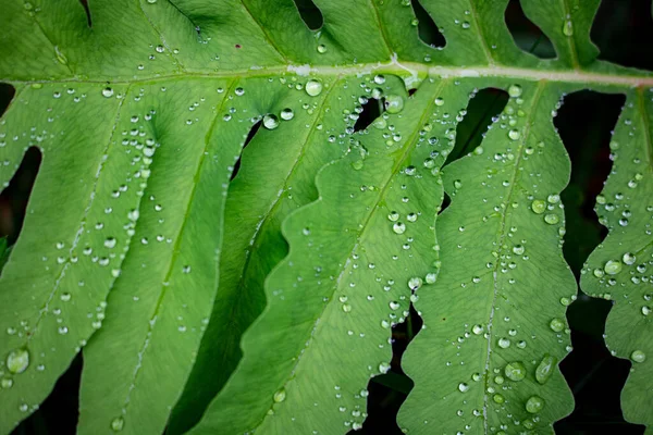 Yaprağın üzerindeki su damlacıkları, metin için yer
