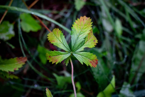 Çimlerin arasında yeşil ve sarı yaprak