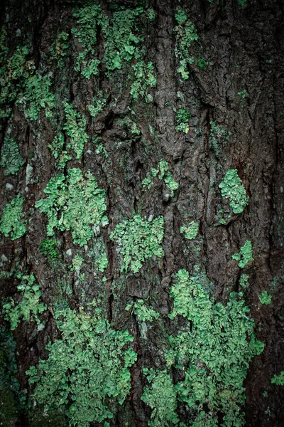 Lichen Sur Écorce Arbre — Photo