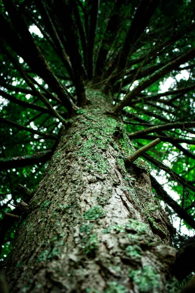 Árbol Cubierto Liquen Bosque —  Fotos de Stock