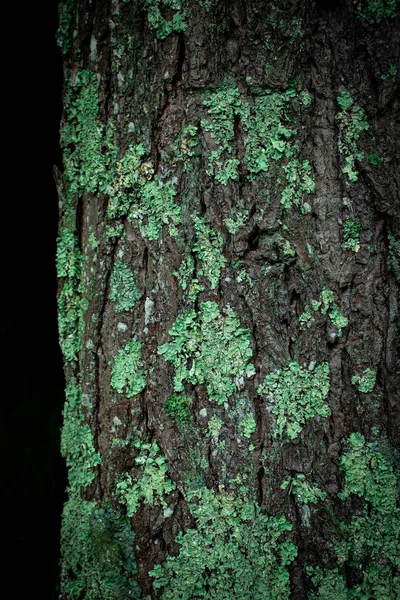Lichen bir ağacın kabuğunda