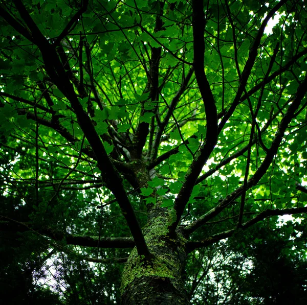 Lichen ormanda ağaçla kaplıydı.