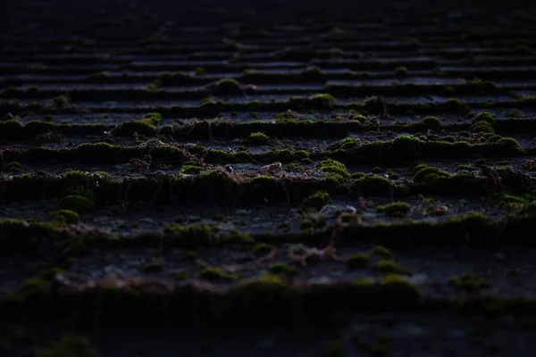 Çatı kiremitleri yosun, doku ve arka planla kaplıdır.