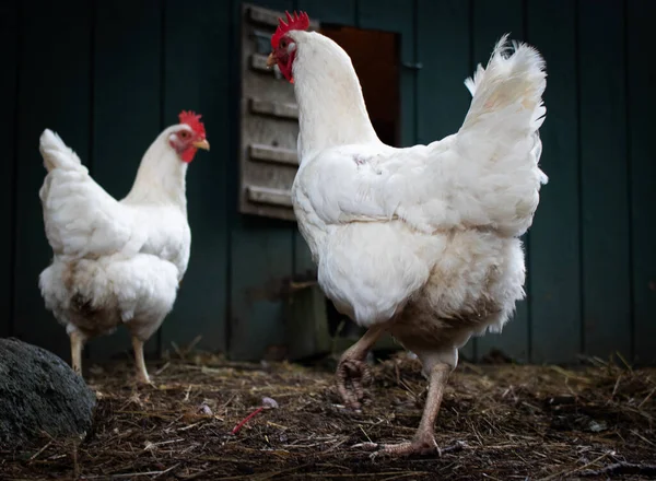 Yeşil ahırı olan bir çiftlikte iki tavuk.