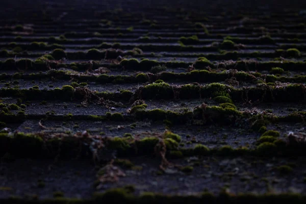 Çatı kiremitleri yosun, doku ve arka planla kaplıdır.