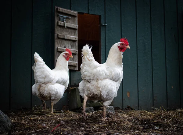 Yeşil ahırı olan bir çiftlikte iki tavuk.