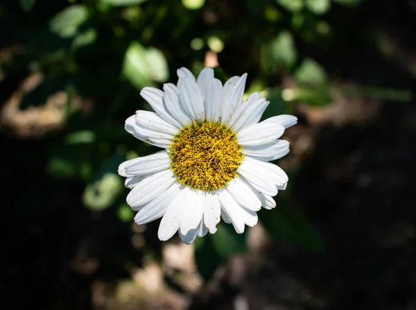 Bir papatyaya yaklaş