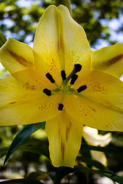 Sarı zambak bahçede