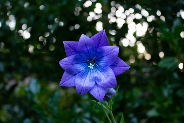 Yeşil bir arkaplan üzerinde işaret edilmiş mavi çiçek