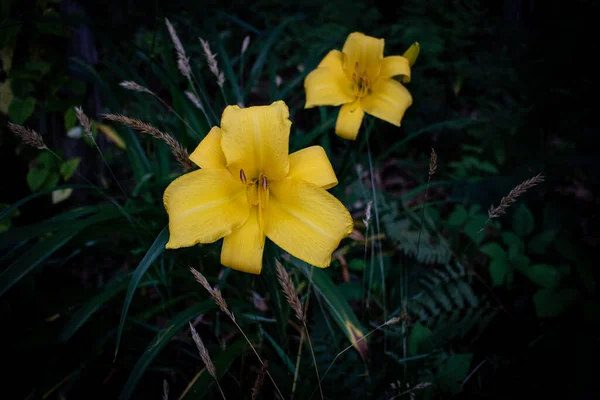 Две Жёлтые Лилии Саду — стоковое фото