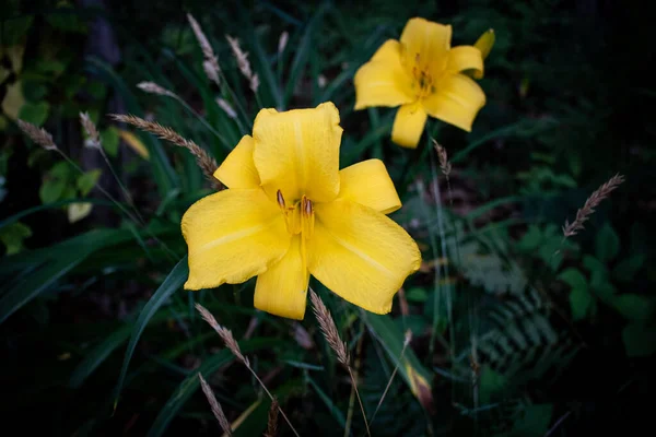 Bahçede iki sarı zambak