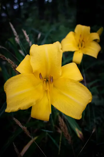 Bahçede iki sarı zambak