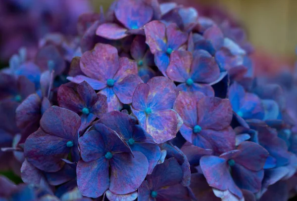 Mavi ve mor ortanca çiçekleri kümesi