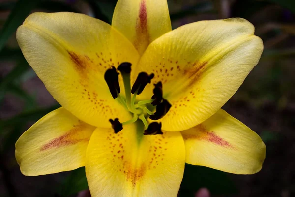 Sarı zambak bahçede