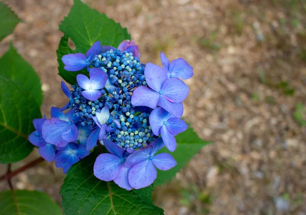 Σύμπλεγμα Από Μπλε Άνθη Ορτανσίας — Φωτογραφία Αρχείου