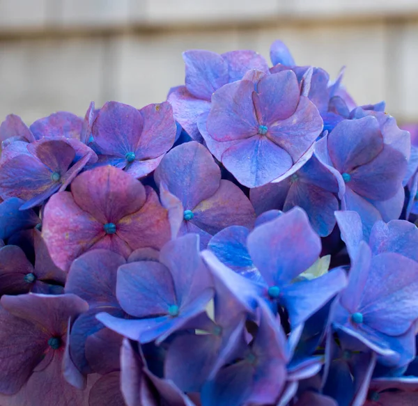 Кластер Голубых Фиолетовых Гортензий — стоковое фото