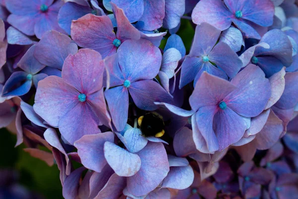 Mavi ve mor ortanca çiçekleri kümesi
