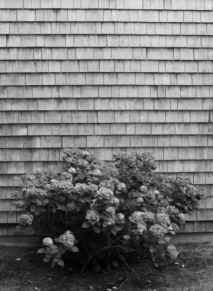 Mavi ve mor ortanca çiçekleri, siyah ve beyaz