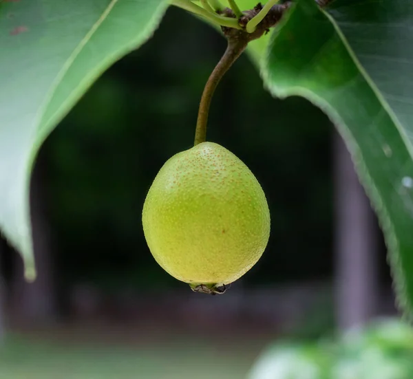 Ağaçta büyüyen küçük yeşil armut