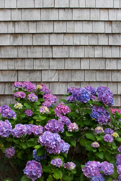 Mavi ve mor ortanca çiçekleri kümesi