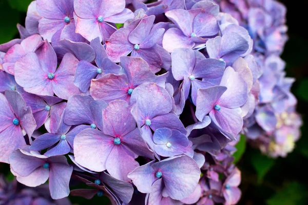 Mavi ve mor ortanca çiçekleri kümesi