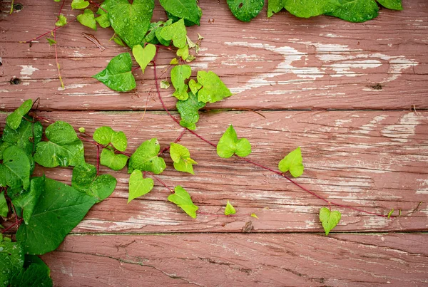 Ahşap bir arka planda sarmaşık, metin için oda