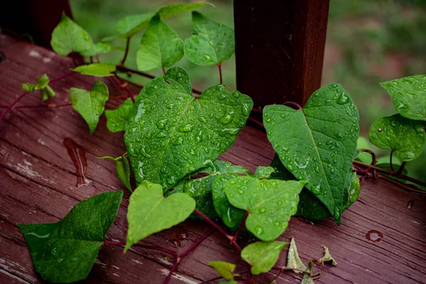 Asma yaprağında su damlacıkları