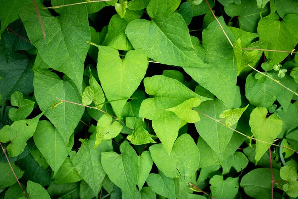 Asma kapağı, arkaplan, metin için yer