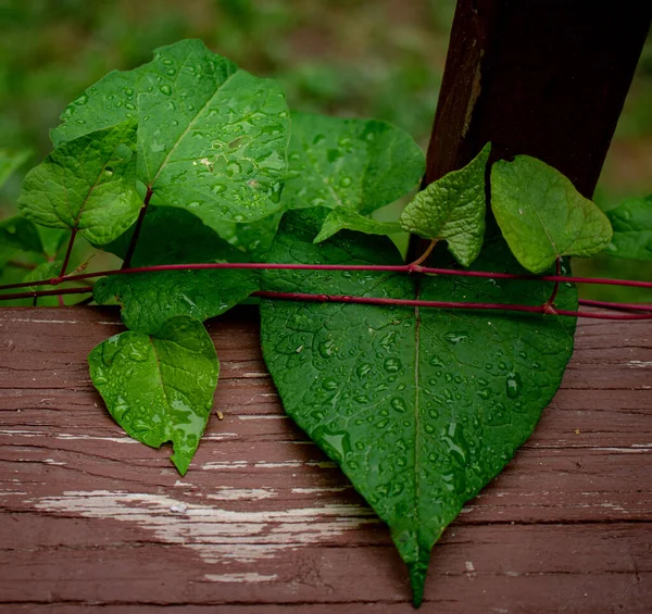 Asma yaprağında su damlacıkları