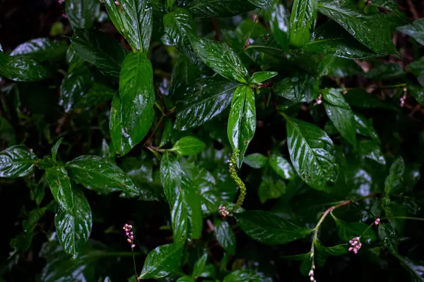 Bir yağmurdan sonra koyu yeşil yapraklar