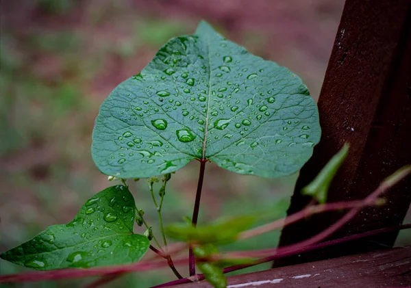 Asma yaprağında su damlacıkları