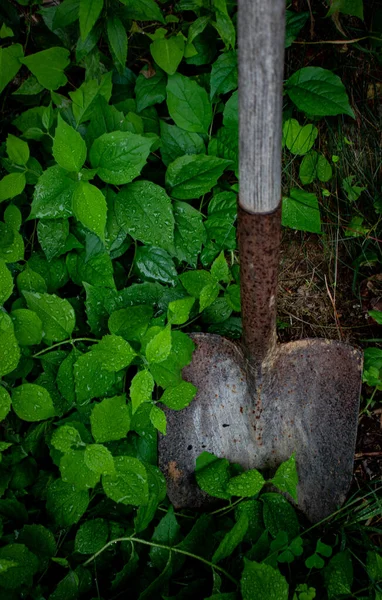 Yağmurdan sonra bitkilerin arasında paslı kürek
