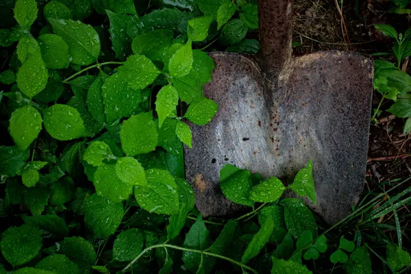 Yağmurdan sonra bitkilerin arasında paslı kürek