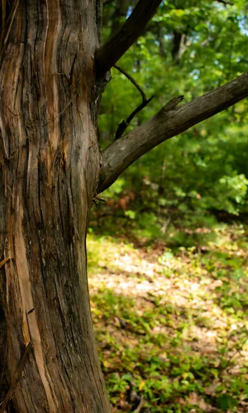 Ormandaki yaşlı, kaba ağaç.