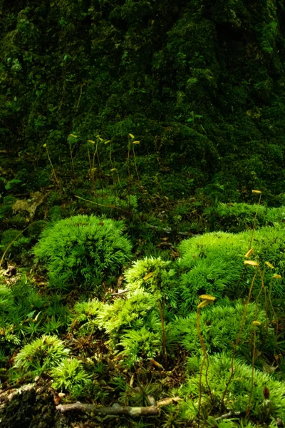 Ormandaki yumuşak yosun bahçesi