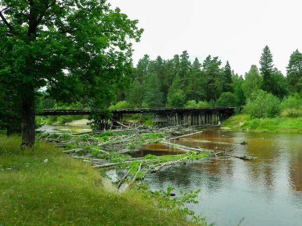Traversée Forestière Forêt Perdue Rivière Protégée — Photo