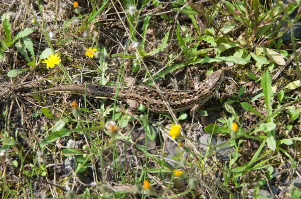 Green Lizard While Hunting Insects — Stock Photo, Image