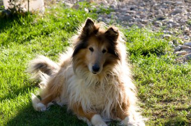 Gün ışığında Collie