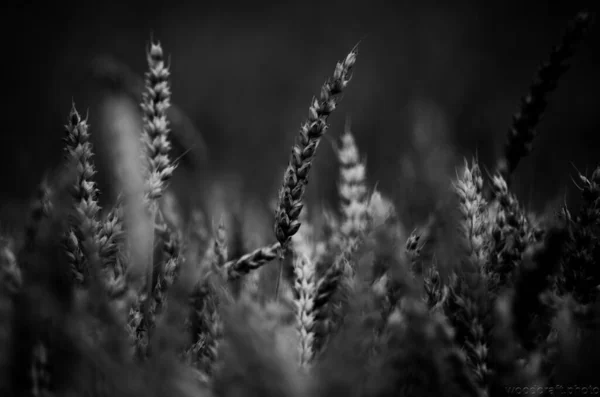 ears of wheat, black and whitete